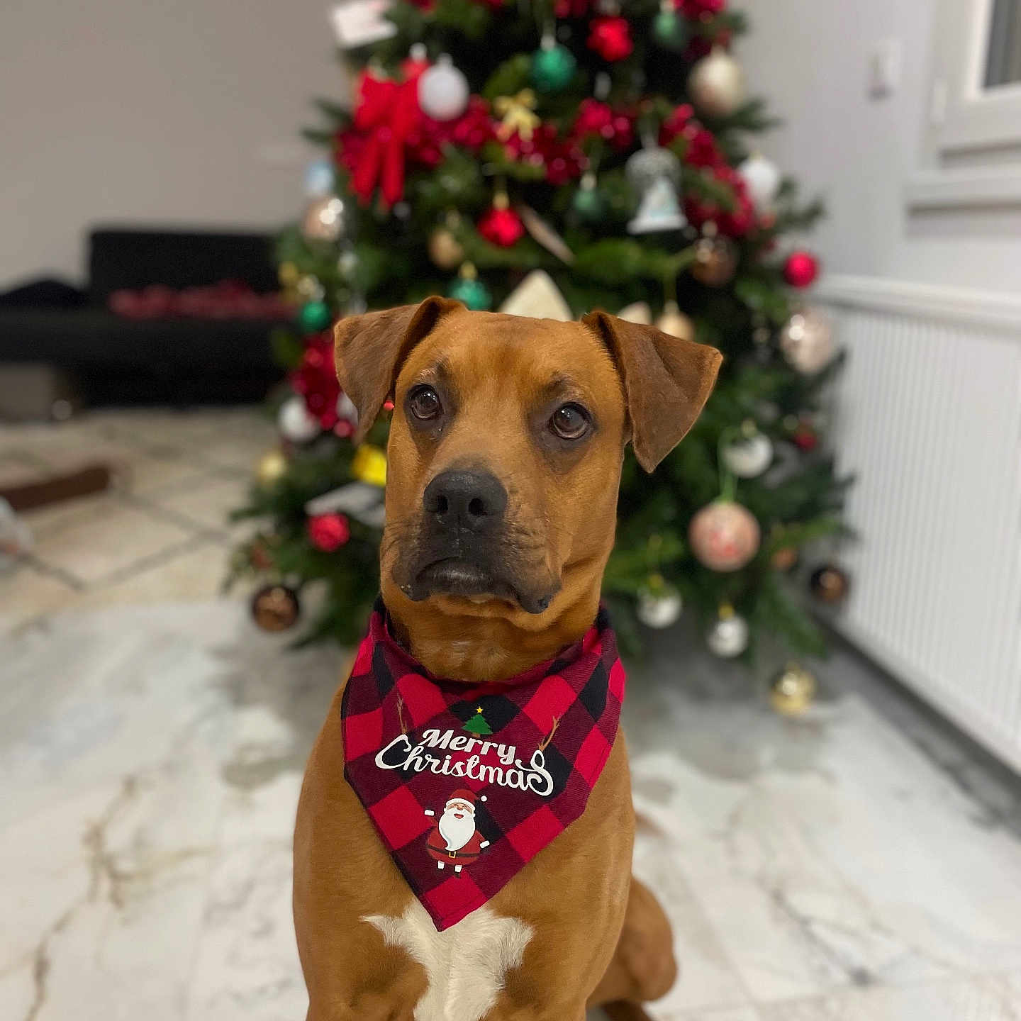 Rocky a rejoint le concours — aidez-le/la à gagner de superbes lots ! accessories, animal, boxer, bulldog, canine, christmas, christmasdecorations, christmastree, conifer, dog, festival, flower, flowerarrangement, hound, pet, pitbull, plant, pottedplant, puppy, tree