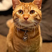 Jax joined the competition — help win amazing prizes! cat, orange_tabby, pet, collar, whiskers, close_up, indoor, feline, curious, golden_eyes, fur, sitting, animal, domestic_cat, portrait, cute, young_cat, tag, attention, background_blur