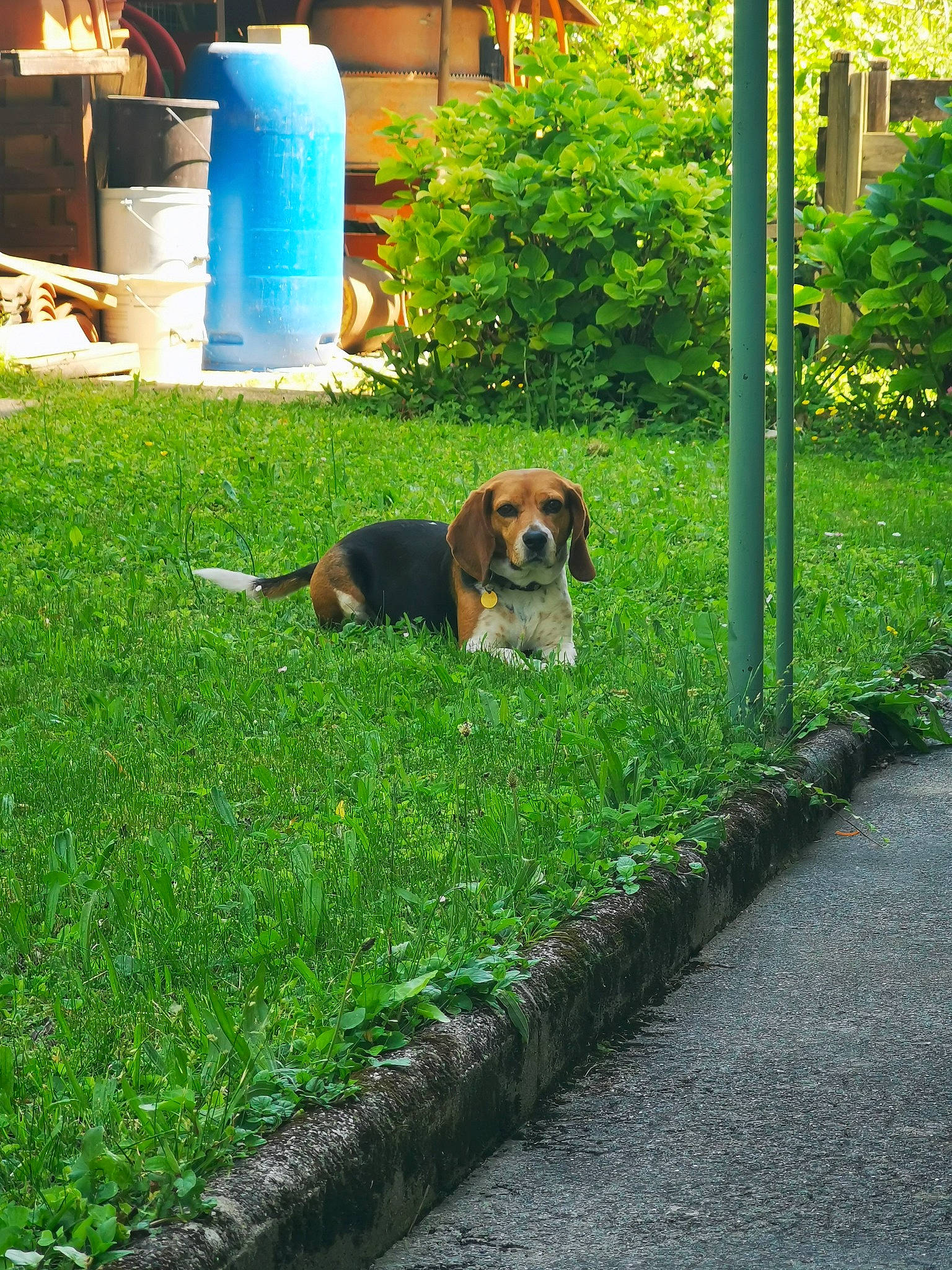 Janka a rejoint le concours — aidez-le/la à gagner de superbes lots ! asphalt, canidae, carnivore, companion_dog, dog, dog_breed, fawn, flooring, garden, grass, green, groundcover, home, landscape, lawn, leisure, plant, road_surface, scent_hound, sidewalk