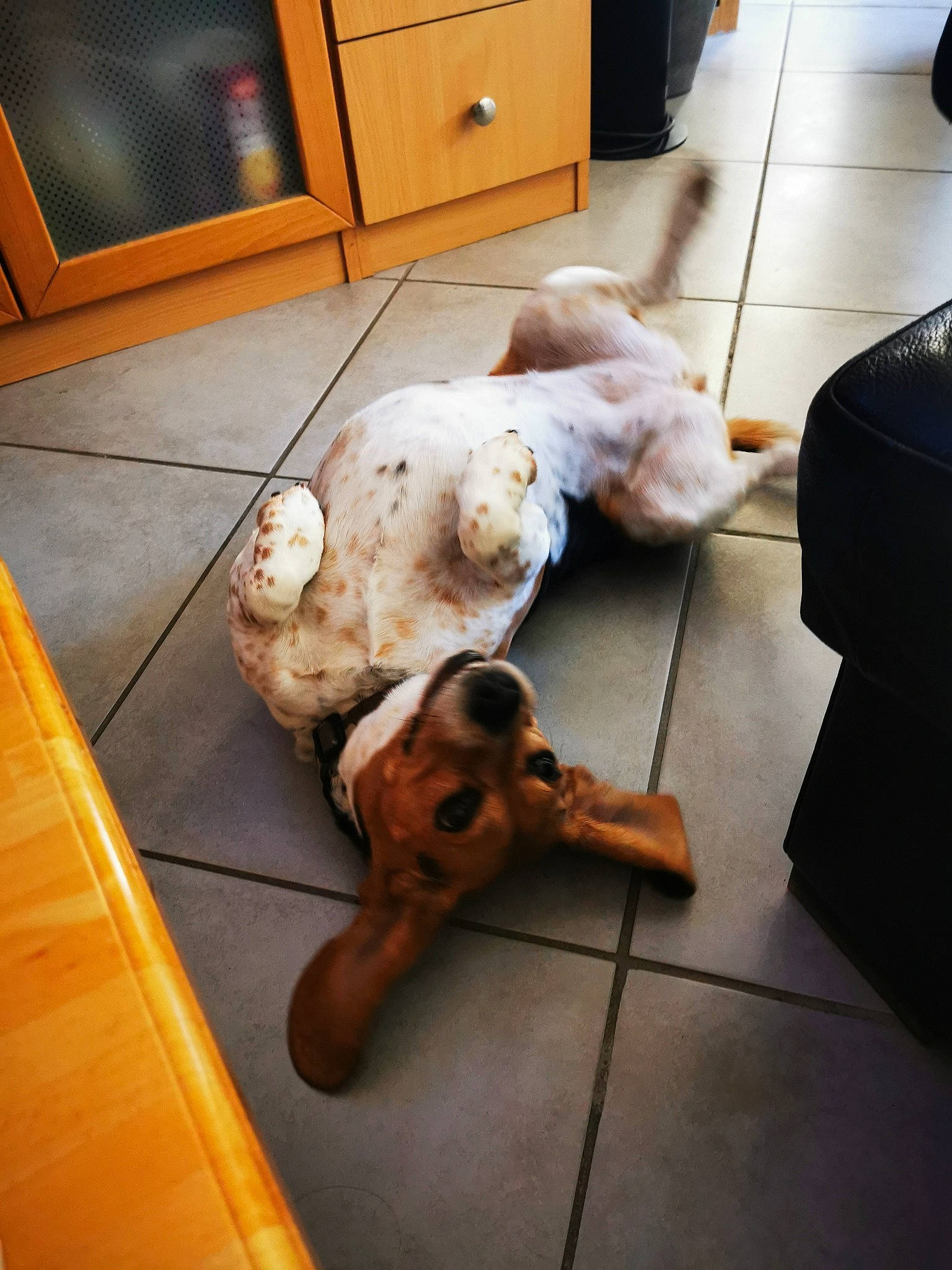 Janka participe au concours pour gagner de l'argent avec cette photo : cabinetry, carnivore, comfort, companion_dog, dog, dog_breed, drawer, fawn, felidae, floor, flooring, hardwood, living_room, mammal, snout, tail, toy, toy_dog, wood, working_animal