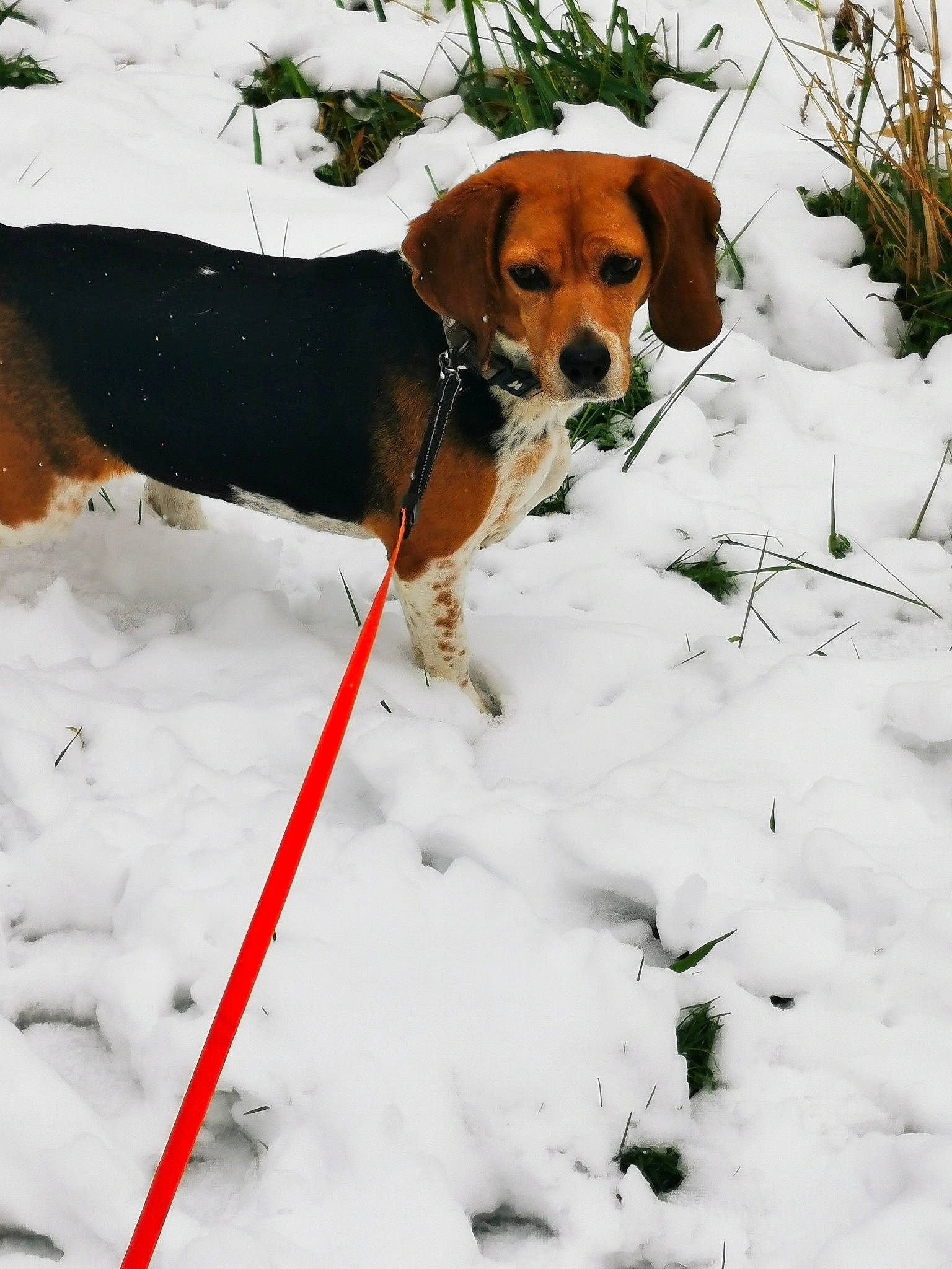 Janka a rejoint le concours — aidez-le/la à gagner de superbes lots ! carnivore, collar, companion_dog, dog, dog_breed, dog_collar, dog_supply, fawn, freezing, hound, leash, pet_supply, plant, precipitation, snout, snow, tail, vertebrate, white, winter