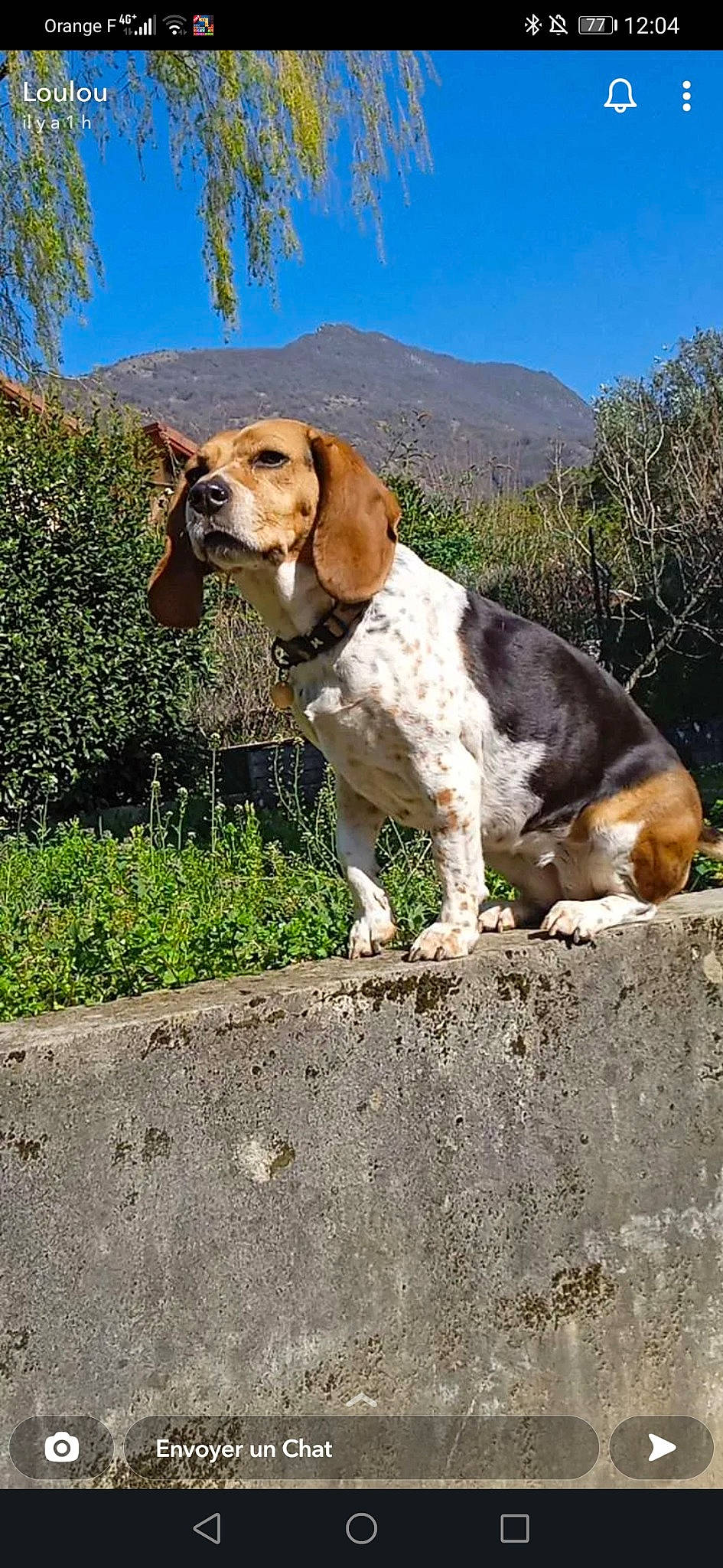 Janka a rejoint le concours — aidez-le/la à gagner de superbes lots ! basset_hound, canidae, carnivore, companion_dog, dog, dog_breed, fawn, grass, gun_dog, hound, landscape, liver, mountain, plant, scent_hound, sky, snout, sporting_group, tree, working_animal