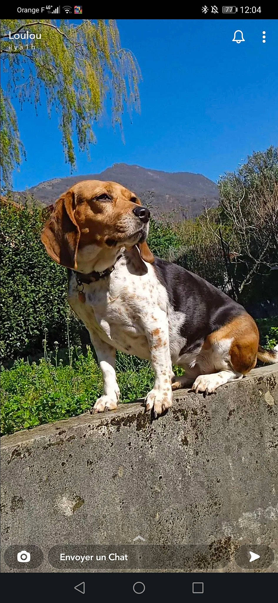 Janka a rejoint le concours — aidez-le/la à gagner de superbes lots ! canidae, carnivore, collar, companion_dog, dog, dog_breed, fawn, gun_dog, hound, landscape, liver, plant, scent_hound, sky, snout, sporting_group, terrestrial_animal, tree, wildlife, working_animal