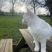Ouna a rejoint le concours — aidez-le/la à gagner de superbes lots ! cat, white_cat, animal, pet, outdoor, nature, grass, tree, wood, picnic_table, sunlight, daylight, fur, mammal, looking_away, side_view, peaceful, serene, bench, quiet