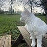 cat, white_cat, animal, pet, outdoor, nature, grass, tree, wood, picnic_table, sunlight, daylight, fur, mammal, looking_away, side_view, peaceful, serene, bench, quiet