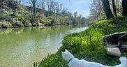 Ouna participe au concours pour gagner de l'argent avec cette photo : cat, white_cat, river, water, greenery, trees, sky, nature, outdoor, grass, leash, animal, daylight, forest, calm, scenery, wildlife, pets, walking, plants