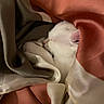 Ouna participe au concours pour gagner de l'argent avec cette photo : kitten, cat, sleeping, cozy, blanket, fabric, soft, white, fur, cute, resting, closeup, animal, pet, comfort, warm, folds, texture, peaceful, indoor