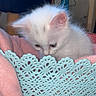 Ouna participe au concours pour gagner de l'argent avec cette photo : kitten, white_cat, basket, pink_blanket, soft_texture, curious, small_animal, cute, pet, feline, indoor, cozy, fur, ears, young_cat, home, resting, closeup, animal, adorable