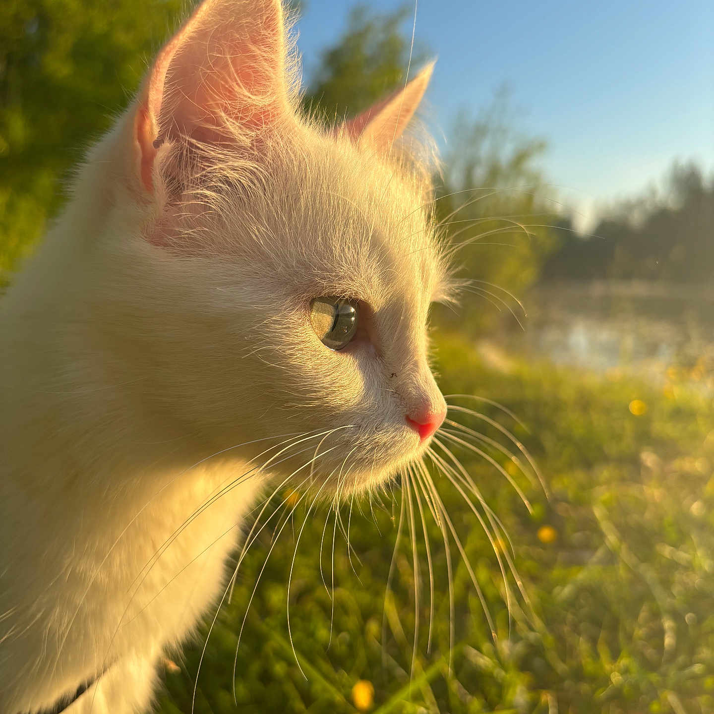 Ouna participe au concours pour gagner de l'argent avec cette photo : cat, animal, pet, white_cat, whiskers, close_up, profile, outdoor, nature, sunlight, greenery, grass, sky, daylight, ears, fur, nose, eye, peaceful, serene