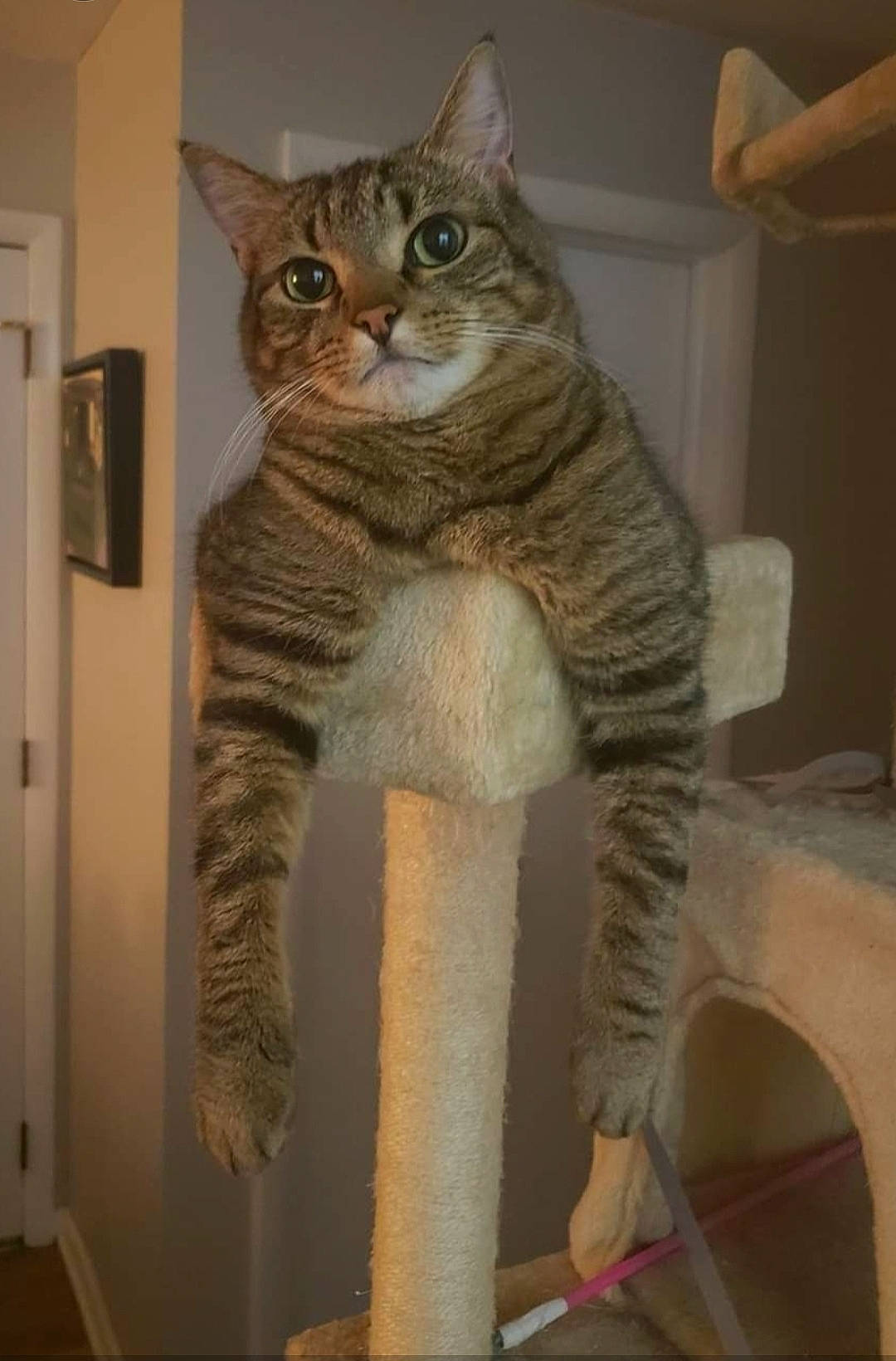 The Biscuit joined the competition — help win amazing prizes! art, carnivore, cat, cat_supply, domestic_short_haired_cat, door, fawn, felidae, fur, grey, picture_frame, small_to_medium_sized_cats, snout, tail, terrestrial_animal, whiskers, wildlife