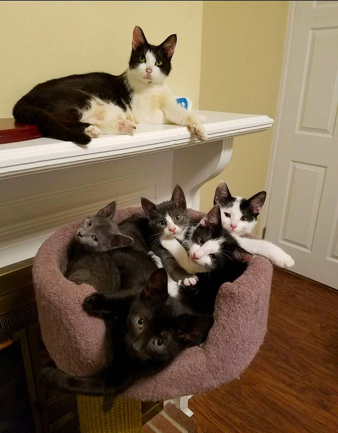 Momma Tia joined the competition — help win amazing prizes! box, carnivore, cat, cat_supply, comfort, domestic_short_haired_cat, door, felidae, flooring, fur, hardwood, mammal, paw, room, small_to_medium_sized_cats, tail, vertebrate, whiskers, wood, wood_flooring