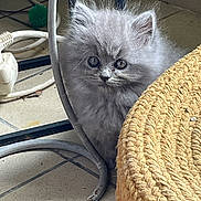 Bob a rejoint le concours — aidez-le/la à gagner de superbes lots ! kitten, gray_cat, fluffy, furniture, indoor, curious, woven_basket, floor_tile, metal_chair, pet, small_animal, cute, animal, young_cat, domestic_cat, cozy, shy, home, feline, exploration