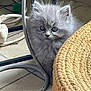 animal, cozy, curious, cute, domestic_cat, exploration, feline, floor_tile, fluffy, furniture, gray_cat, home, indoor, kitten, metal_chair, pet, shy, small_animal, woven_basket, young_cat