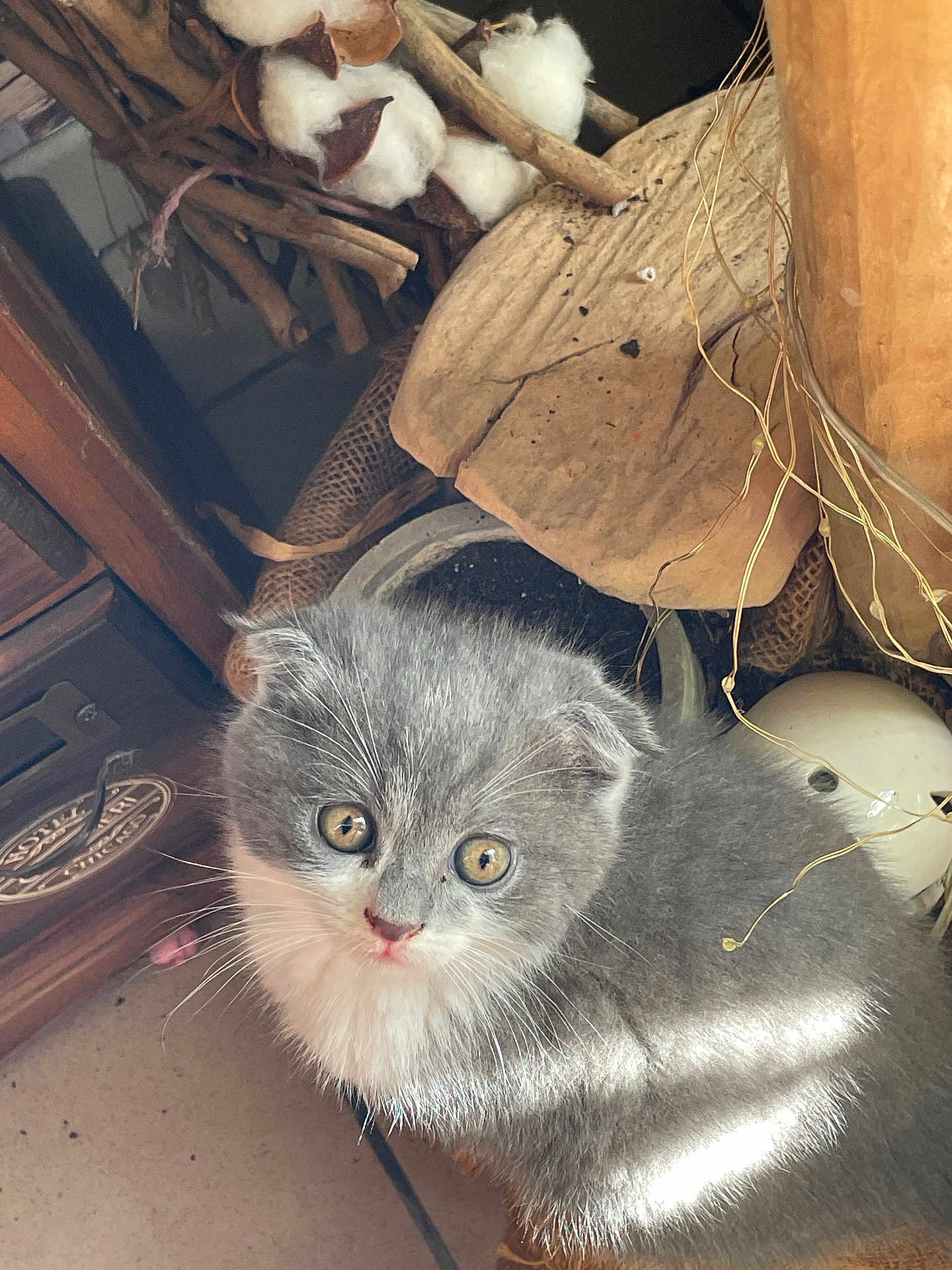 Bob