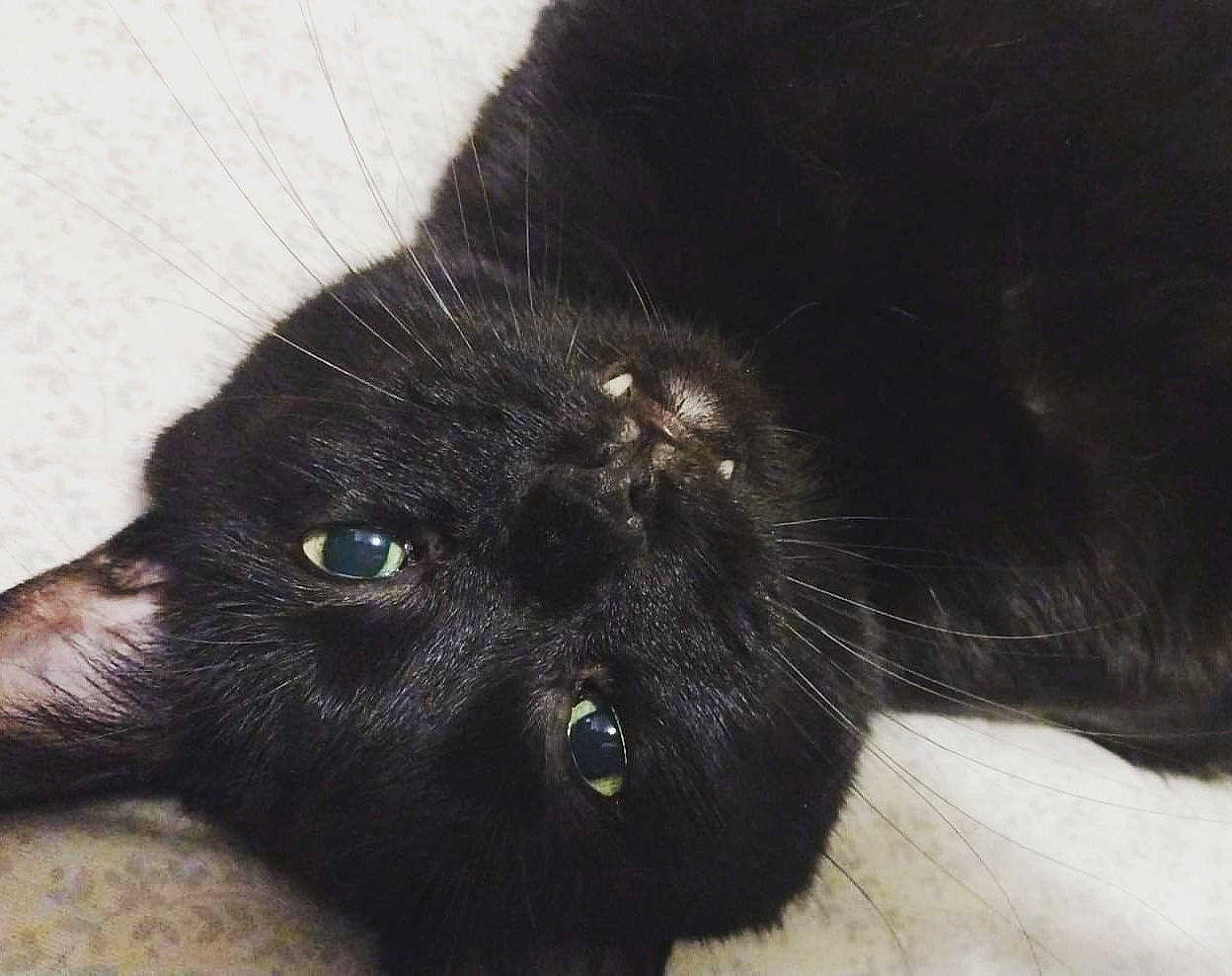 Binx is registered to the contest to win money with this photo: black_cat, bombay, carnivore, cat, claw, domestic_short_haired_cat, eye, felidae, fur, head, human_body, small_to_medium_sized_cats, snout, terrestrial_animal, whiskers