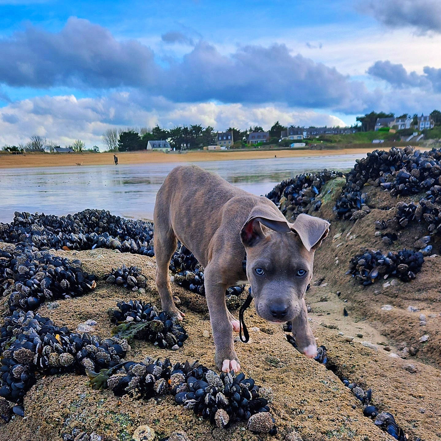 Ninho participe au concours pour gagner de l'argent avec cette photo : beach, canidae, carnivore, cloud, coast, dog, dog_breed, fawn, horizon, lake, landscape, ocean, rock, sky, soil, sporting_group, terrestrial_animal, water, wood, working_animal