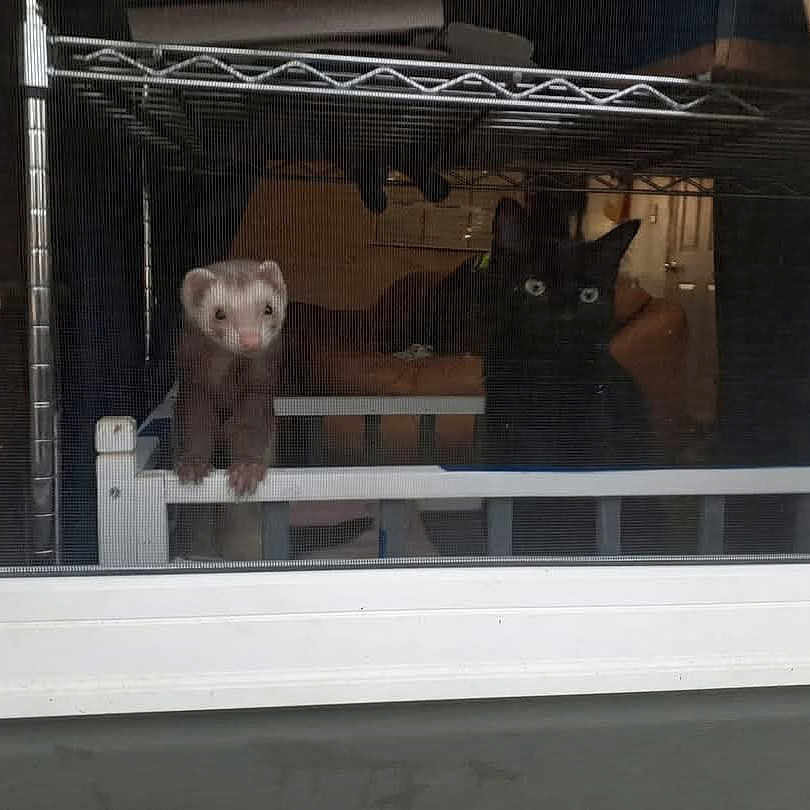 Tartar Sauce joined the competition — help win amazing prizes! animal, appliance, cage, canine, cat, device, dog, electricaldevice, ferret, kitten, lesserpanda, oven, pet, puppy, rat, rodent, weasel, window