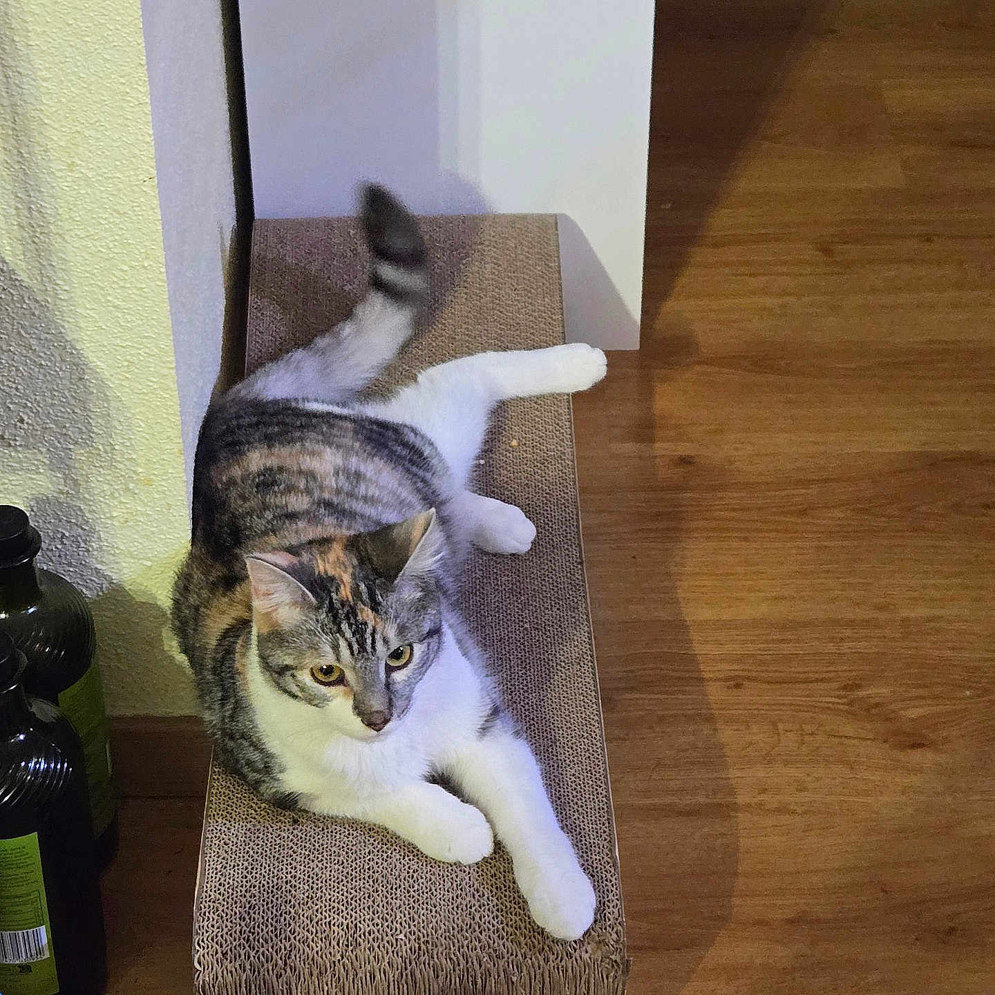 Aya