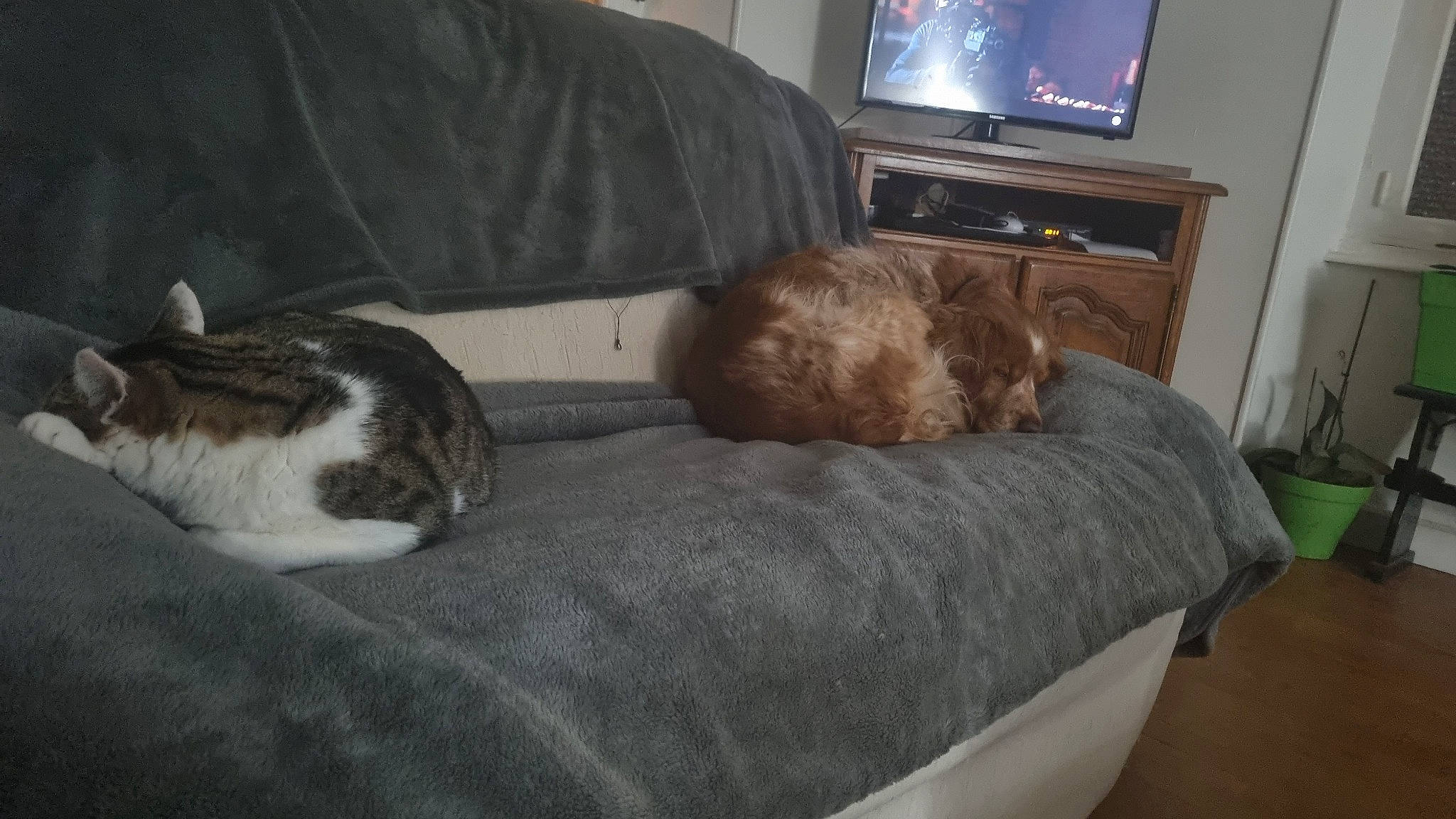 Ninja participe au concours pour gagner de l'argent avec cette photo : analog_television, cable_television, carnivore, cat, comfort, companion_dog, couch, dog_breed, domestic_short_haired_cat, felidae, flooring, fur, hardwood, home_appliance, room, small_to_medium_sized_cats, tail, television, television_set, whiskers