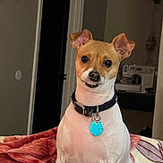 Dixie is registered to the contest to win money with this photo: animal, blanket, collar, cozy, cute, decor, dog, door, ears, expression, fur, furniture, home, indoor, mischievous, pet, portrait, sitting, tag, wall
