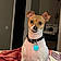 Dixie