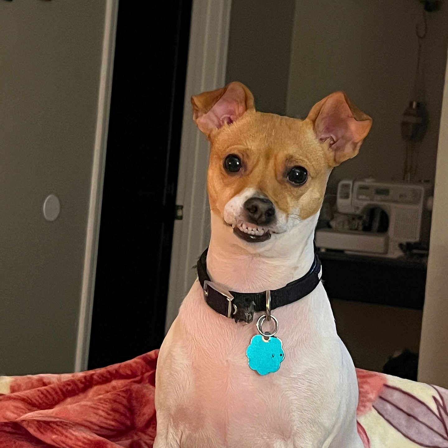 Dixie