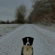 Vaia participe au concours pour gagner de l'argent avec cette photo : dog, puppy, snow, winter, outdoor, path, black_and_white, animal, pet, fur, sitting, nature, trees, cold, cute, young, canine, alone, landscape, daytime