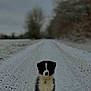 Vaia participe au concours pour gagner de l'argent avec cette photo : dog, puppy, snow, winter, outdoor, path, black_and_white, animal, pet, fur, sitting, nature, trees, cold, cute, young, canine, alone, landscape, daytime