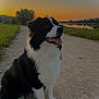 Vaia participe au concours pour gagner de l'argent avec cette photo : dog, border_collie, sitting, outdoor, sunset, path, grass, river, nature, canine, pet, animal, landscape, sky, water, trees, fur, tongue, happy, quiet