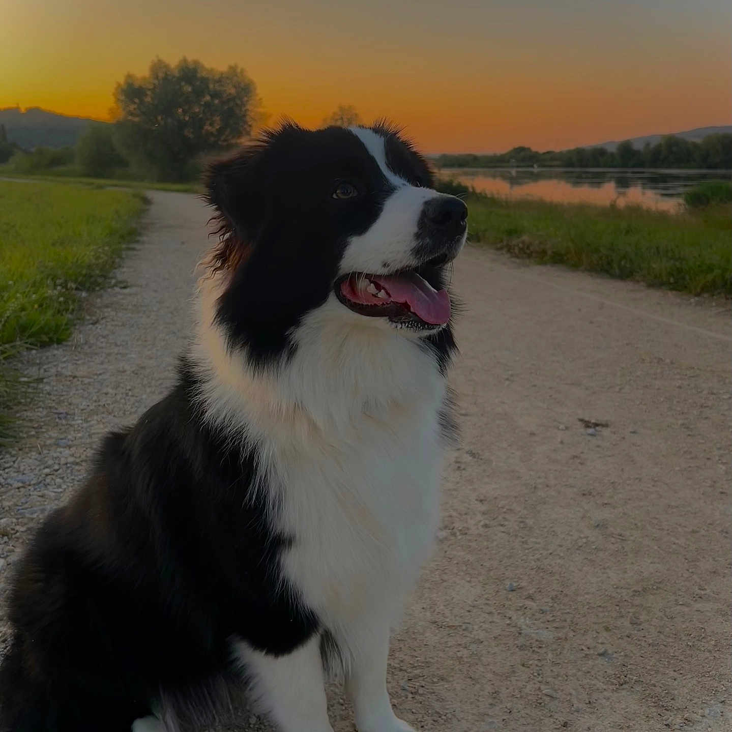 Vaia participe au concours pour gagner de l'argent avec cette photo : animal, border_collie, canine, dog, fur, grass, happy, landscape, nature, outdoor, path, pet, quiet, river, sitting, sky, sunset, tongue, trees, water