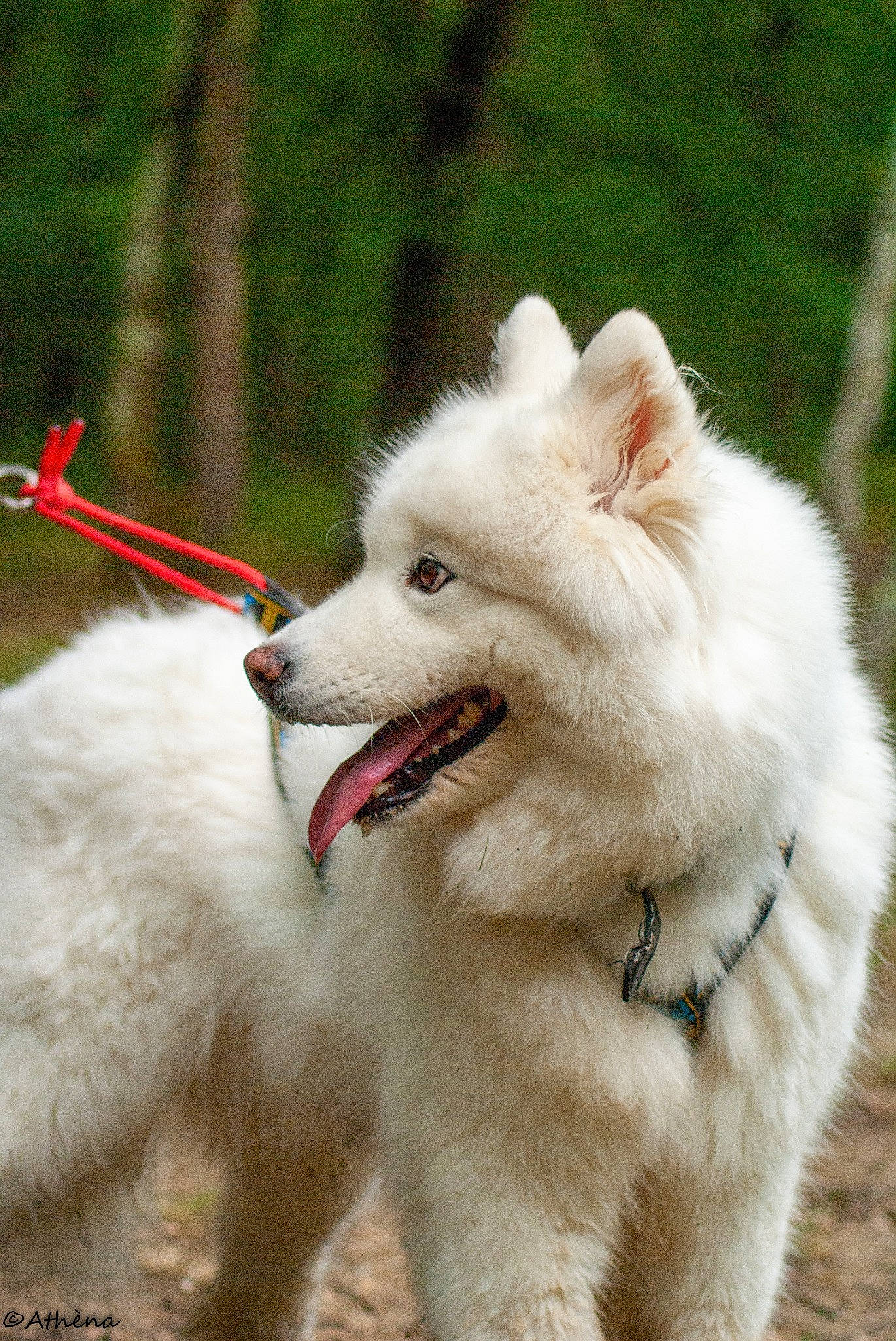 Succes a rejoint le concours — aidez-le/la à gagner de superbes lots ! ancient_dog_breeds, biting, canidae, carnivore, collar, companion_dog, dog, dog_breed, dog_collar, fur, indian_spitz, japanese_spitz, non_sporting_group, snout, spitz, sporting_group, terrestrial_animal, volpino_italiano, working_animal, working_dog