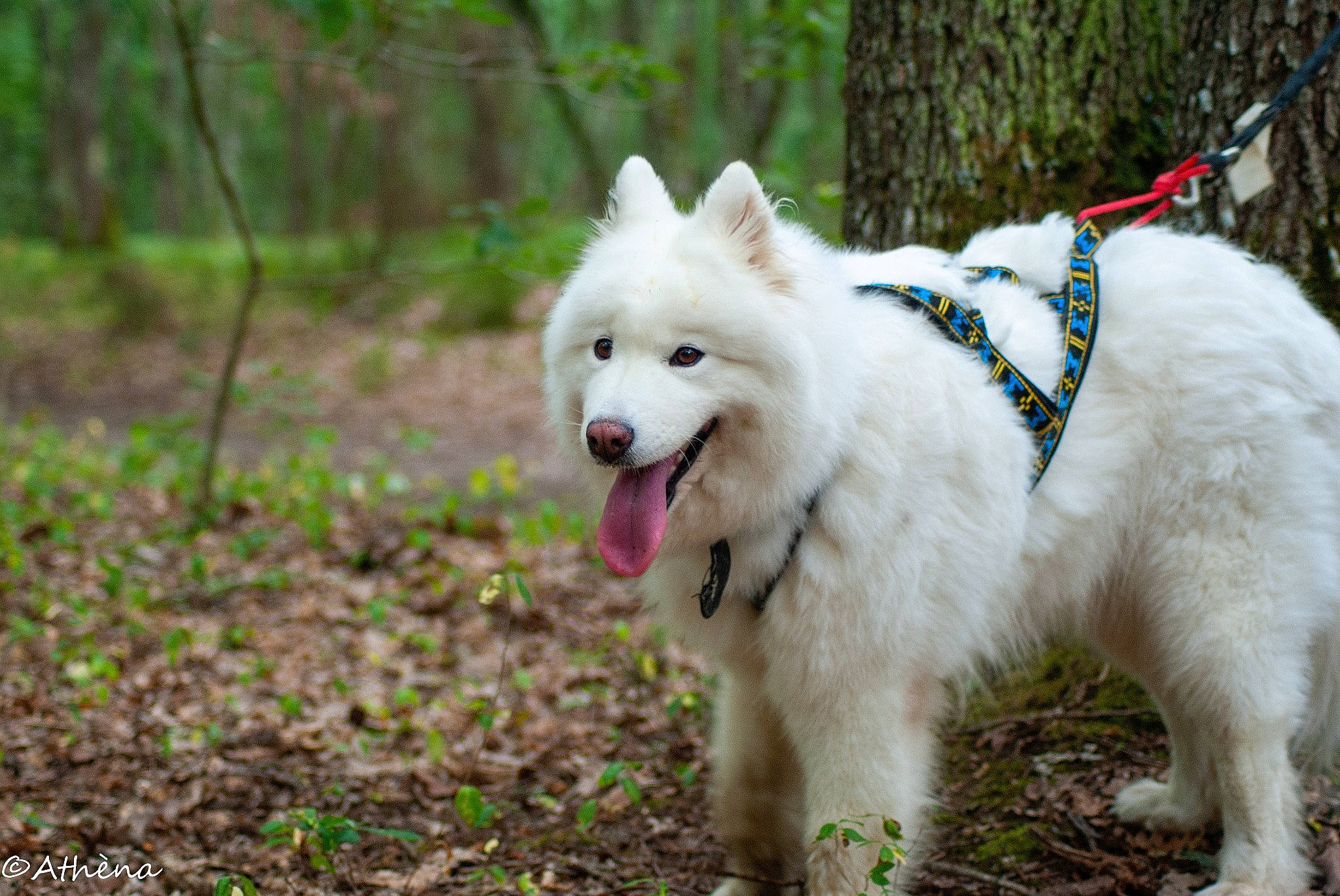 Succes participe au concours pour gagner de l'argent avec cette photo : american_eskimo_dog, carnivore, collar, companion_dog, dog, dog_breed, dog_supply, german_spitz_klein, german_spitz_mittel, grass, indian_spitz, japanese_spitz, plant, samoyed, spitz, sporting_group, tail, tree, volpino_italiano, working_animal