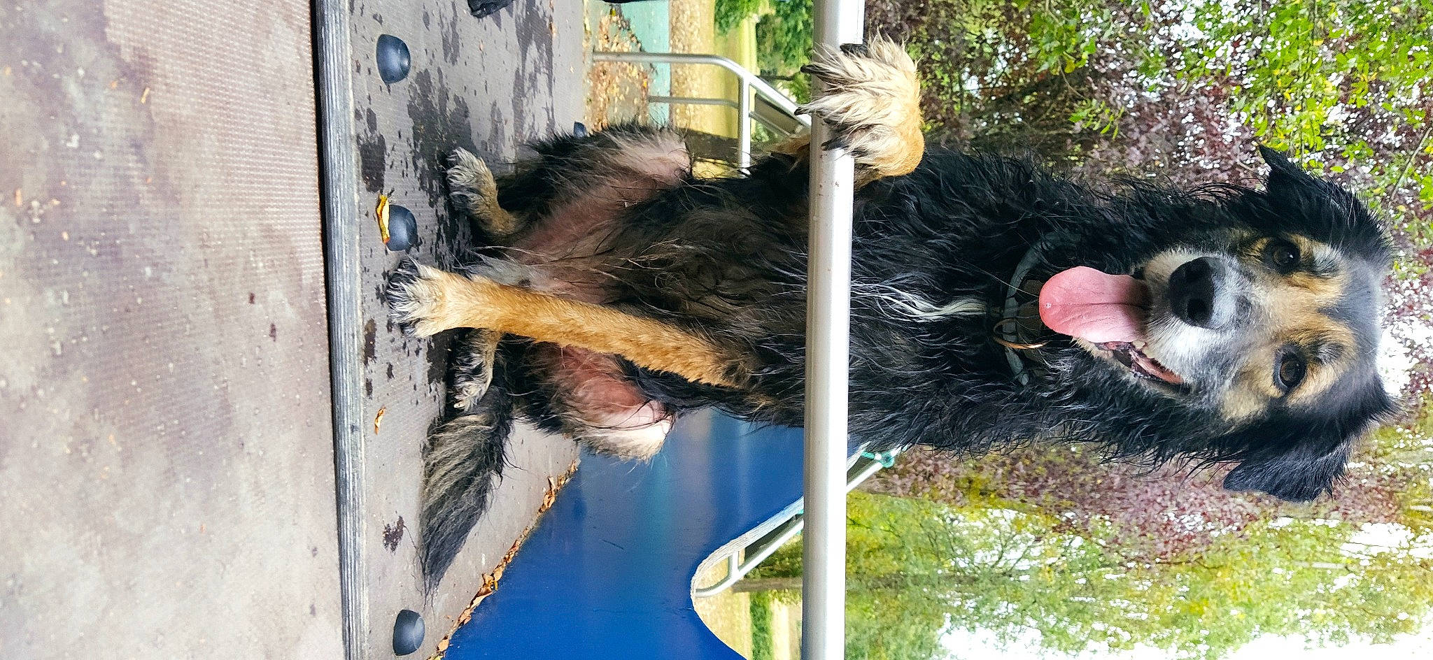 Oméga a rejoint le concours — aidez-le/la à gagner de superbes lots ! building, canidae, carnivore, dog, dog_breed, dog_supply, door, fur, house, plant, reflection, sporting_group, tail, tree, trunk, vertebrate, window, wood