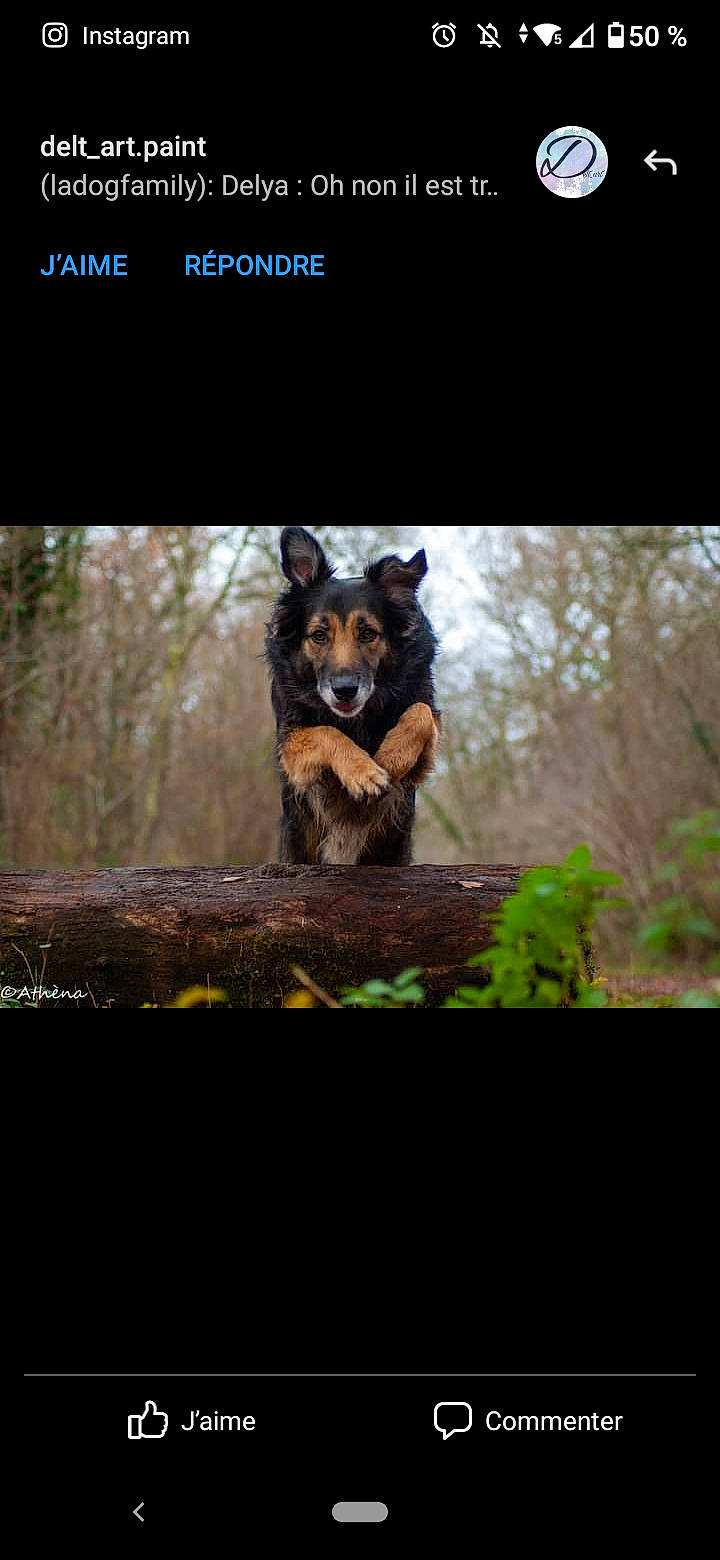 Oméga participe au concours pour gagner de l'argent avec cette photo : branch, canidae, carnivore, companion_dog, dog, dog_breed, forest, fur, grass, landscape, plant, sky, snout, squirrel, tail, terrestrial_animal, tree, trunk, whiskers, wood