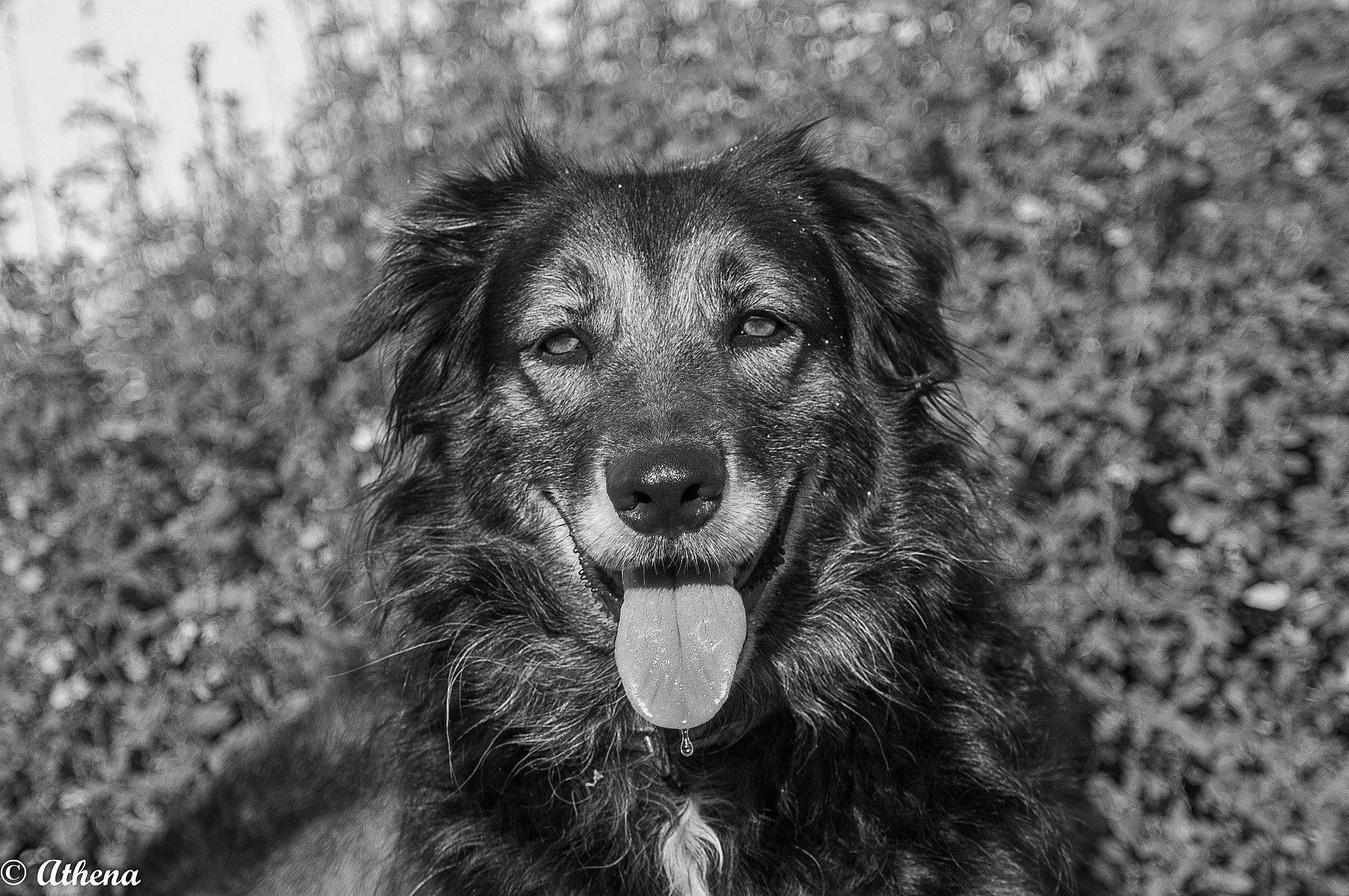 Oméga a rejoint le concours — aidez-le/la à gagner de superbes lots ! black_and_white, canidae, carnivore, companion_dog, dog, dog_breed, fur, grass, monochrome, monochrome_photography, snout, sporting_group, style, terrestrial_animal, whiskers, wildlife, working_dog