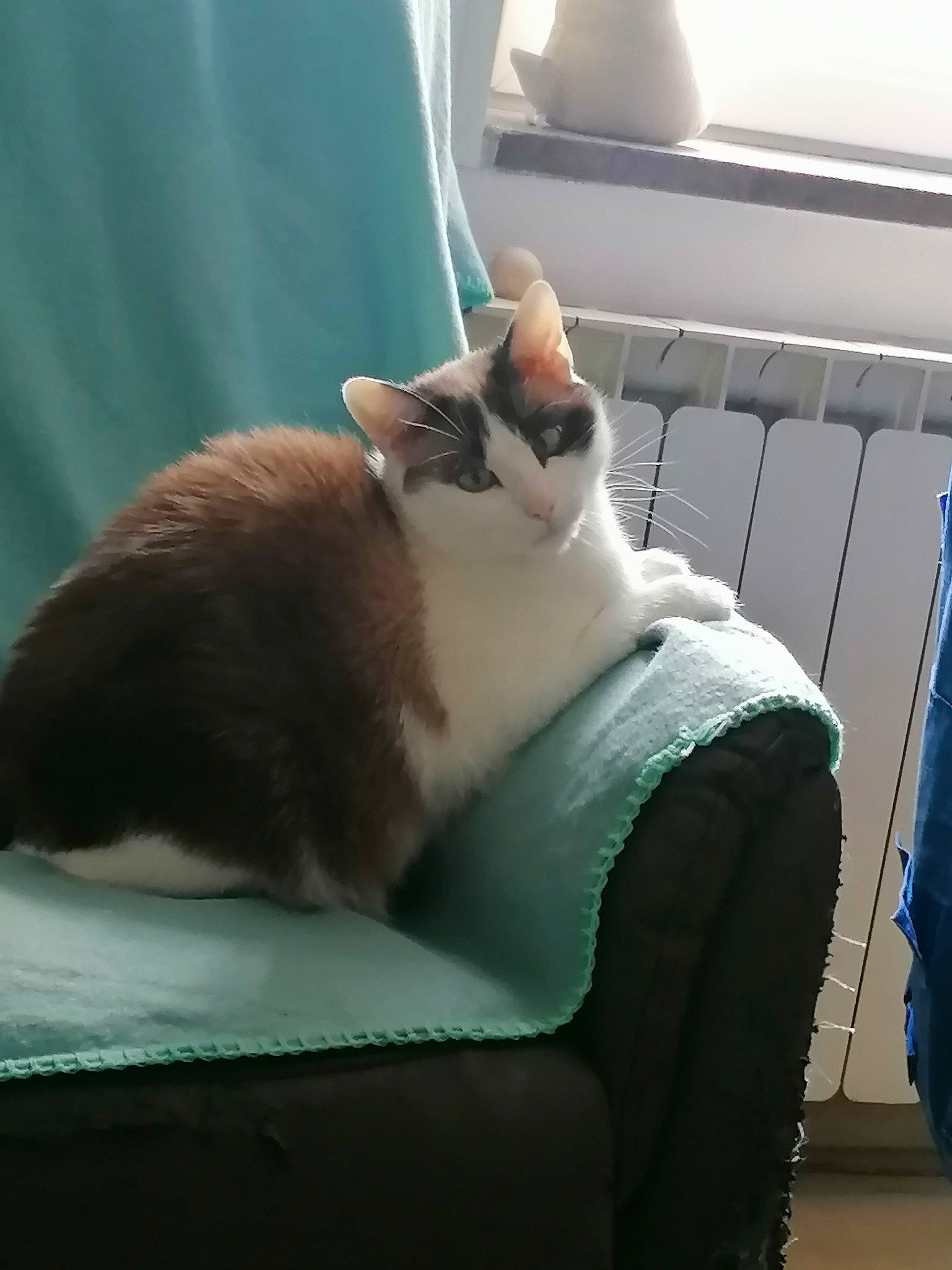 Bella participe au concours pour gagner de l'argent avec cette photo : aegean_cat, carnivore, cat, chair, couch, fawn, felidae, fur, furniture, leg, sitting, small_to_medium_sized_cats, snowshoe, table, tail, tonkinese, whiskers