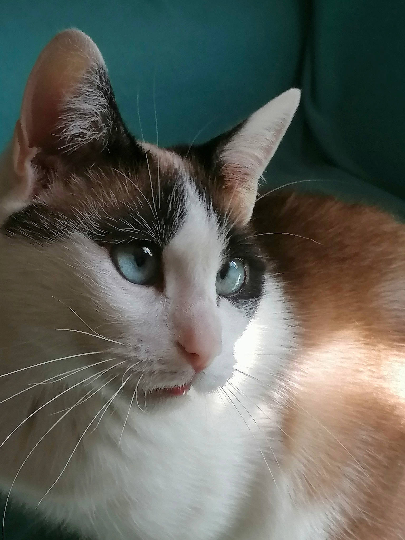 Bella participe au concours pour gagner de l'argent avec cette photo : aegean_cat, american_wirehair, asian, carnivore, cat, close_up, domestic_short_haired_cat, ear, eye, felidae, fur, javanese, mammal, nose, singapura, small_to_medium_sized_cats, snout, snowshoe, vertebrate, whiskers