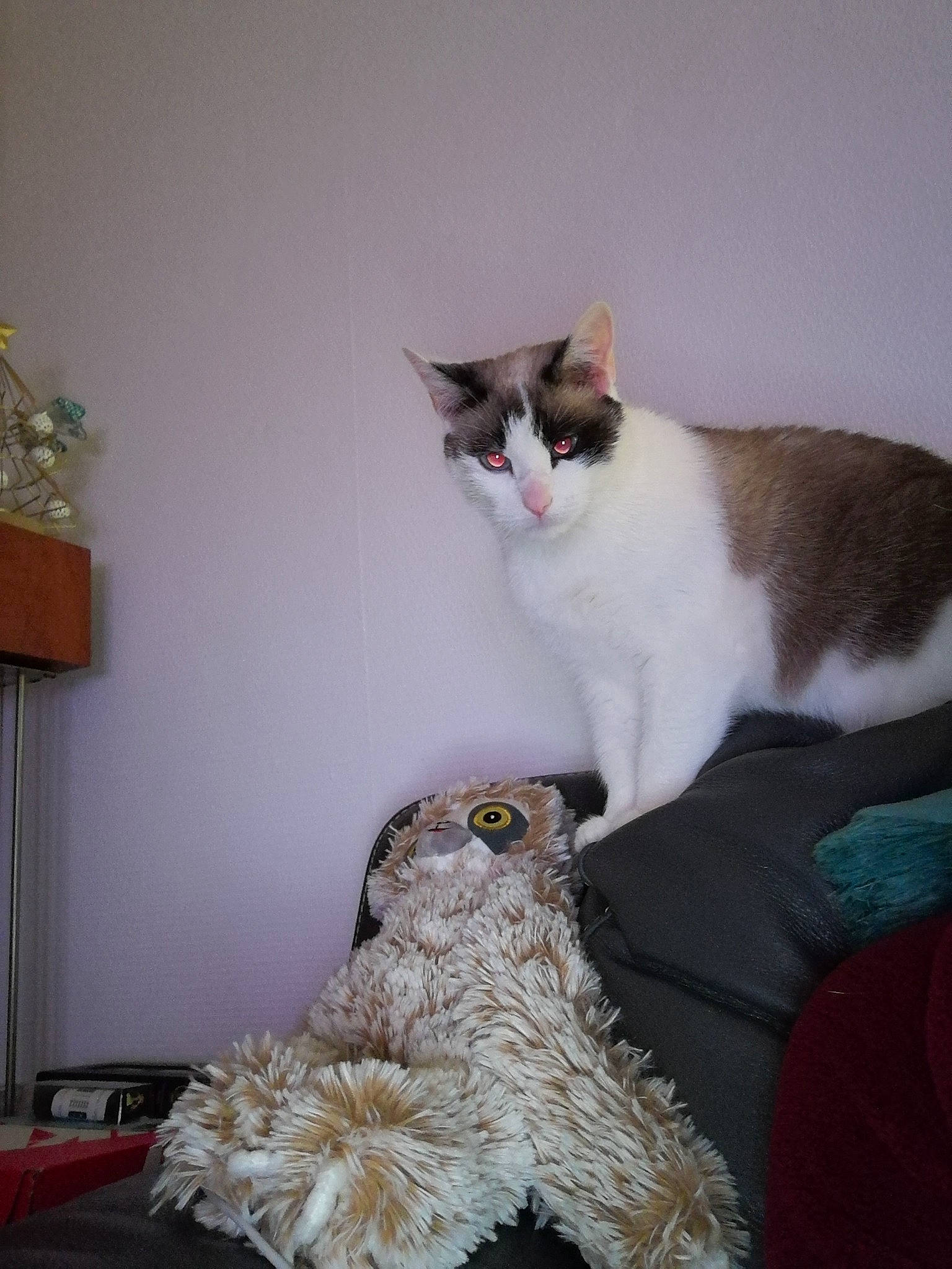 Bella participe au concours pour gagner de l'argent avec cette photo : asian, carnivore, cat, domestic_short_haired_cat, european_shorthair, fawn, felidae, fur, kitten, polydactyl_cat, ragdoll, room, small_to_medium_sized_cats, tail, whiskers