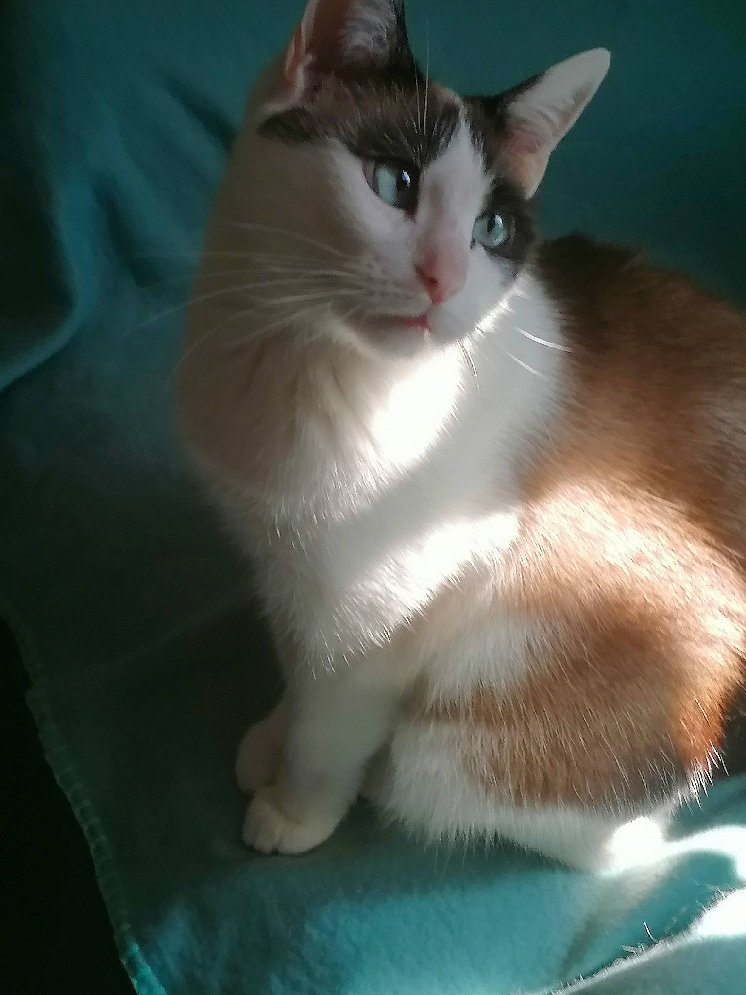 Bella a rejoint le concours — aidez-le/la à gagner de superbes lots ! aegean_cat, american_wirehair, asian, carnivore, cat, domestic_short_haired_cat, fawn, felidae, japanese_bobtail, javanese, kitten, mammal, ojos_azules, ragamuffin, ragdoll, small_to_medium_sized_cats, snout, turkish_van, vertebrate, whiskers