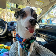 Tiny is registered to the contest to win money with this photo: animal, blanket, canine, car, colorful, cozy, cute, dashboard, dog, fur, interior, outdoor, pet, playful, scarf, seat, steering_wheel, sunlight, tongue_out, window