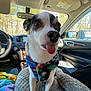 animal, blanket, canine, car, colorful, cozy, cute, dashboard, dog, fur, interior, outdoor, pet, playful, scarf, seat, steering_wheel, sunlight, tongue_out, window