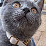 animal, cat, close_up, collar, curious, cute, domestic_cat, ears, eyes, feline, fur, gray_cat, keychain, looking_up, nose, outdoor, pet, portrait, whiskers, young_cat