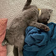 Atchoum participe au concours pour gagner de l'argent avec cette photo : animal, blanket, blue_blanket, carpet, cat, collar, cozy, cute, feline, fur, gray_cat, home, indoor, paw, pet, relaxed, resting, sleeping, textured_carpet, upside_down