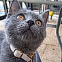 Atchoum participe au concours pour gagner de l'argent avec cette photo : amber_eyes, animal, background_blur, cat, chair, close_up, collar, collar_buckle, curious, domestic_cat, feline, floor, fur, gray_cat, looking_up, metal, outdoor, pet, portrait, whiskers