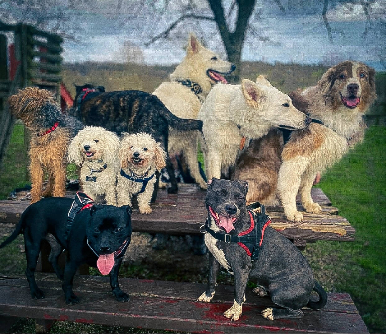 Lady a rejoint le concours — aidez-le/la à gagner de superbes lots ! art, canidae, carnivore, cloud, collar, companion_dog, dog, dog_breed, dog_collar, dog_supply, fashion_accessory, fawn, fur, leash, painting, sky, sporting_group, standard_schnauzer, tree, working_animal