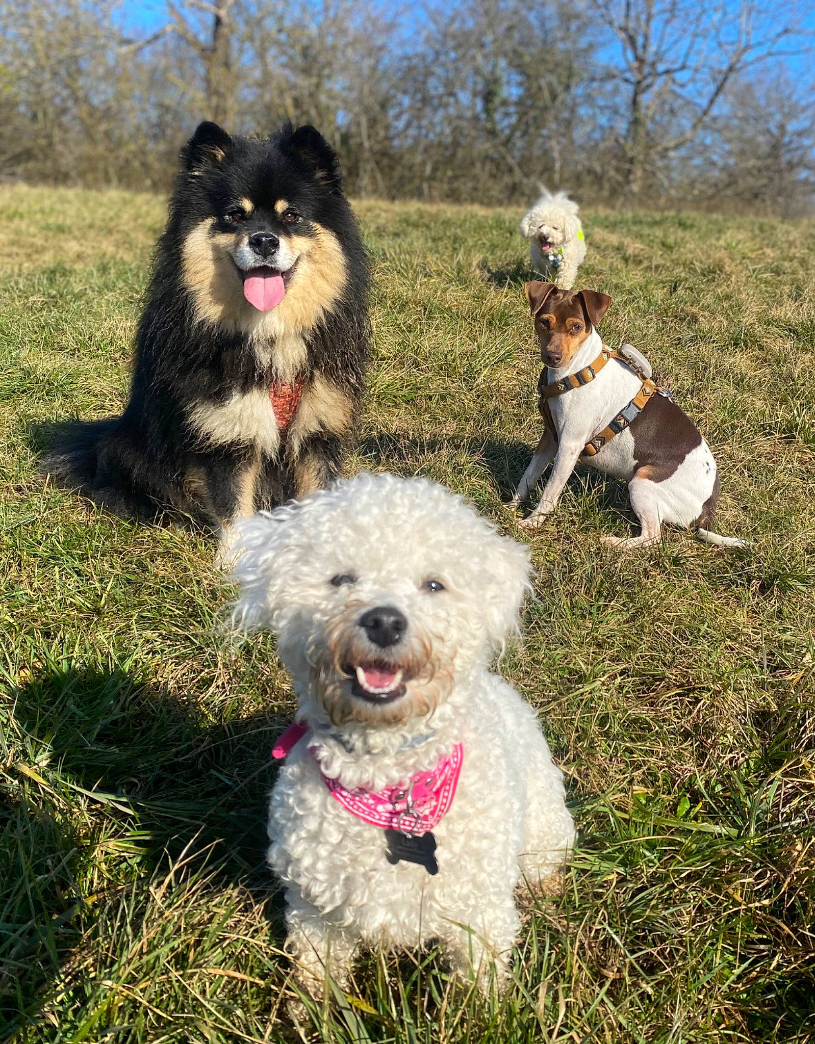 Lady participe au concours pour gagner de l'argent avec cette photo : canidae, carnivore, collar, companion_dog, dog, dog_breed, dog_collar, dog_supply, fashion_accessory, grass, recreation, sky, small_terrier, snout, sporting_group, terrier, toy_dog, tree, water_dog, working_animal