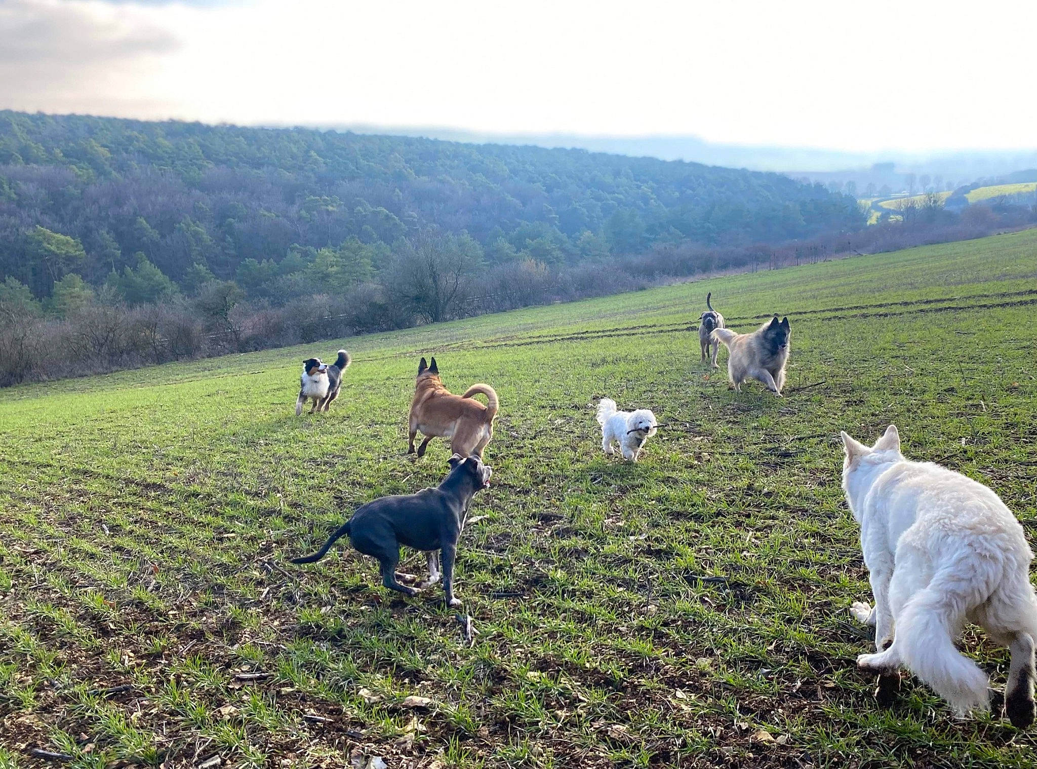 Lady a rejoint le concours — aidez-le/la à gagner de superbes lots ! cloud, dog, dog_breed, grass, grass_family, grassland, grazing, hill, landscape, meadow, mountain, natural_landscape, pasture, people_in_nature, plain, plant, prairie, sky, tree, working_animal