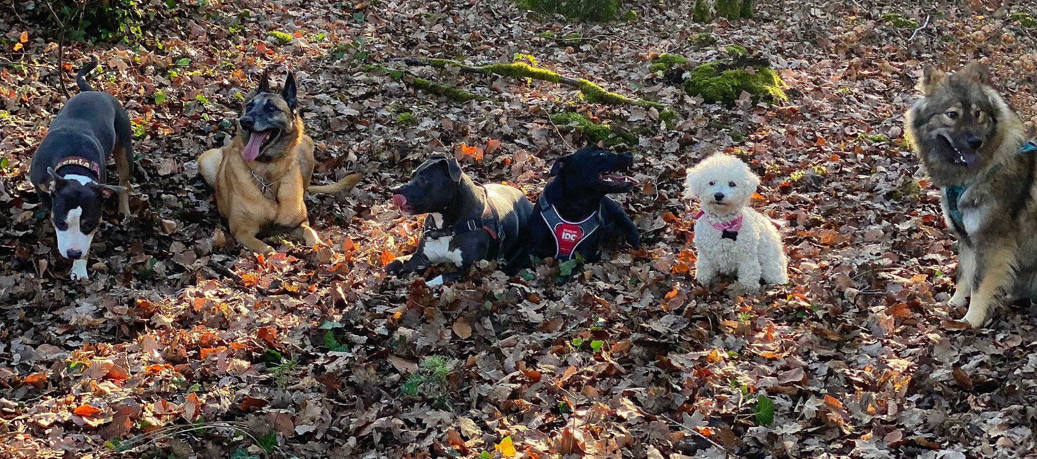 Lady a rejoint le concours — aidez-le/la à gagner de superbes lots ! adventure, autumn, canidae, carnivore, companion_dog, dog, dog_breed, dog_supply, fawn, grass, non_sporting_group, plant, rock, soil, sporting_group, stuffed_toy, toy, tree