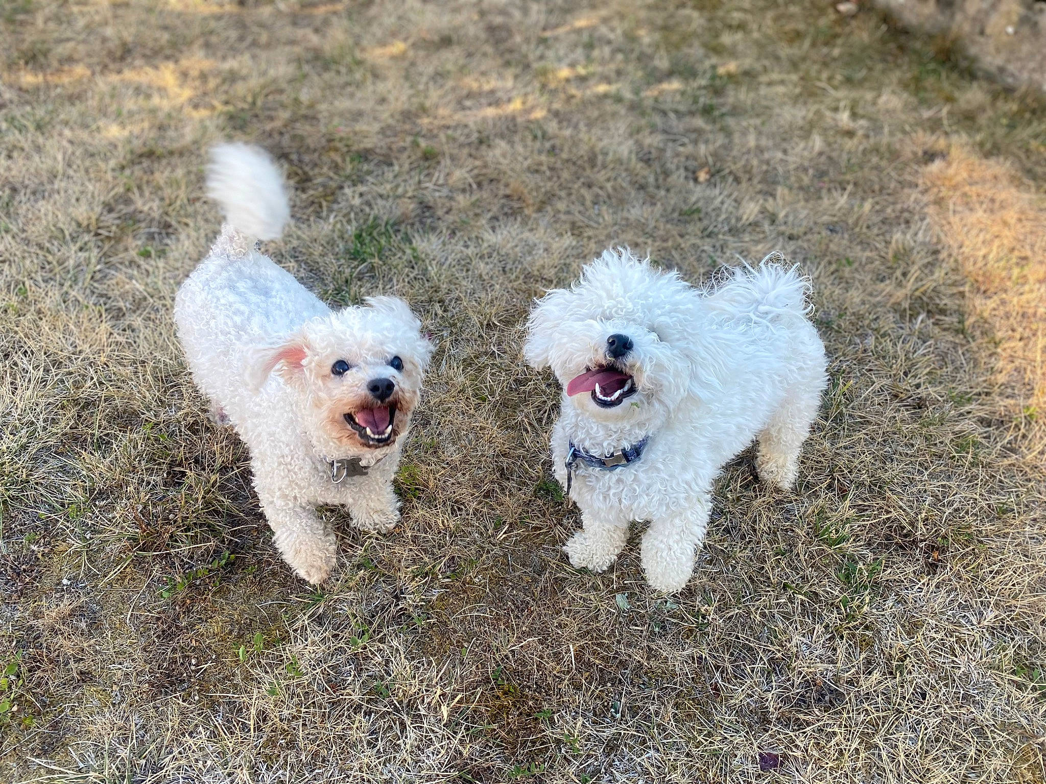 Bounty a rejoint le concours — aidez-le/la à gagner de superbes lots ! canidae, carnivore, collar, companion_dog, dog, dog_breed, dog_collar, grass, maltepoo, non_sporting_group, plant, poodle, sporting_group, tail, terrier, toy_dog, water_dog, working_animal