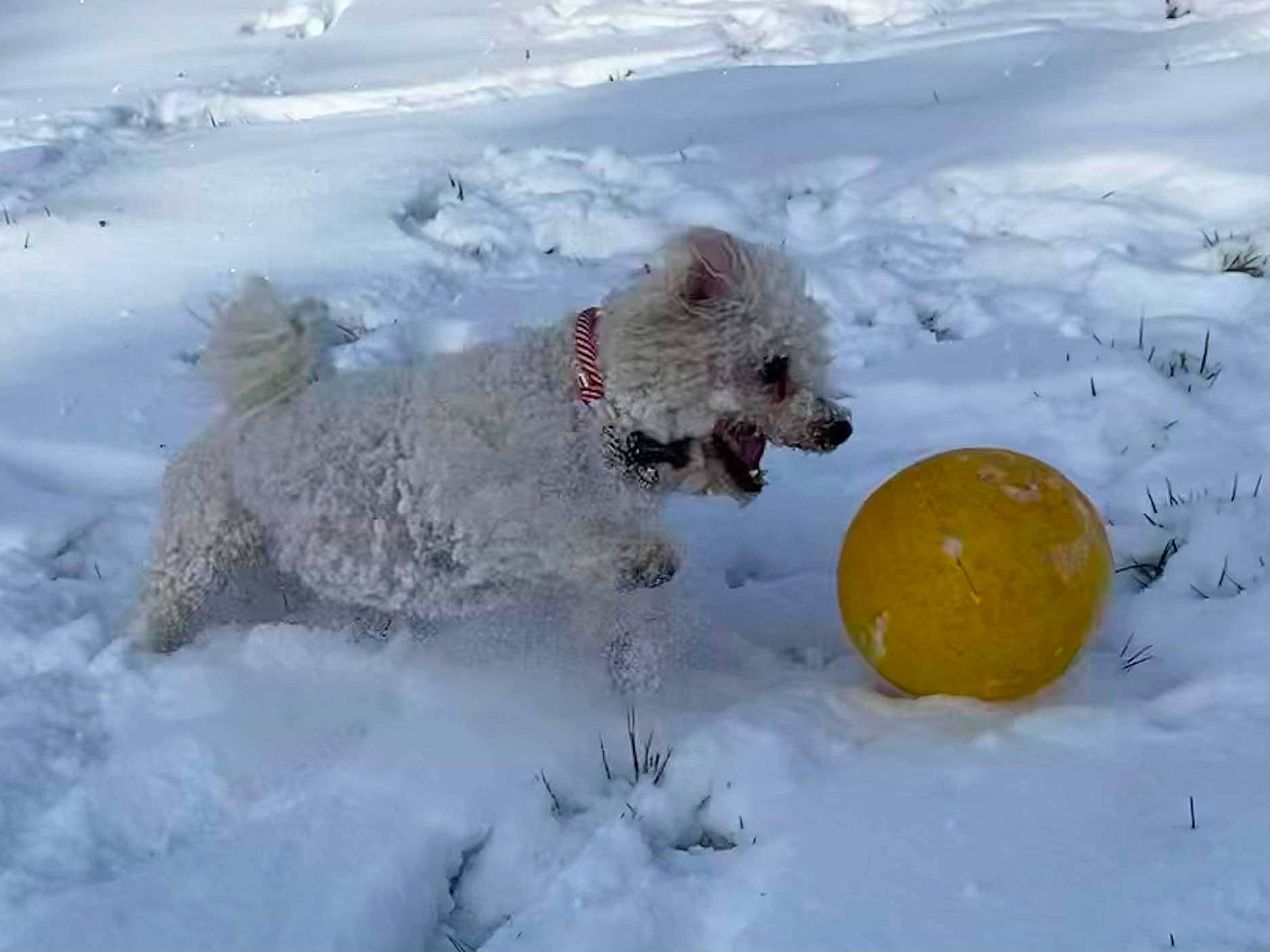 Bounty a rejoint le concours — aidez-le/la à gagner de superbes lots ! arctic, ball, canidae, carnivore, companion_dog, dog, dog_breed, dog_supply, freezing, ice_cap, non_sporting_group, pet_supply, playing_in_the_snow, polar_ice_cap, snow, sporting_group, water_dog, winter